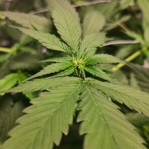 Wedding Cake growlog timeline photo