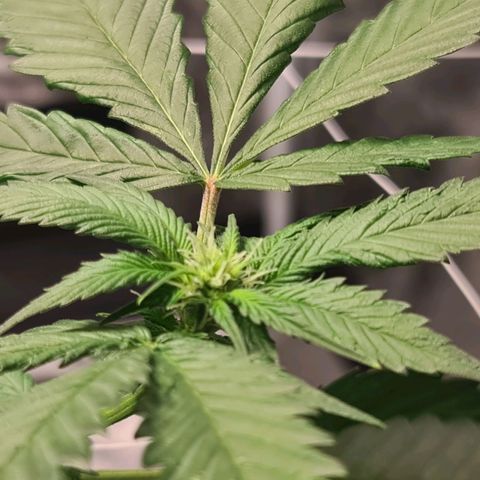Wedding Cake growlog timeline photo
