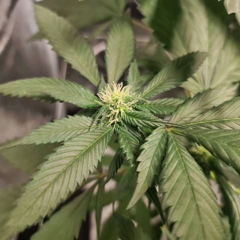 Wedding Cake growlog timeline photo
