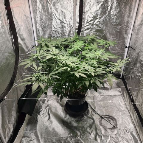Wedding Cake growlog timeline photo