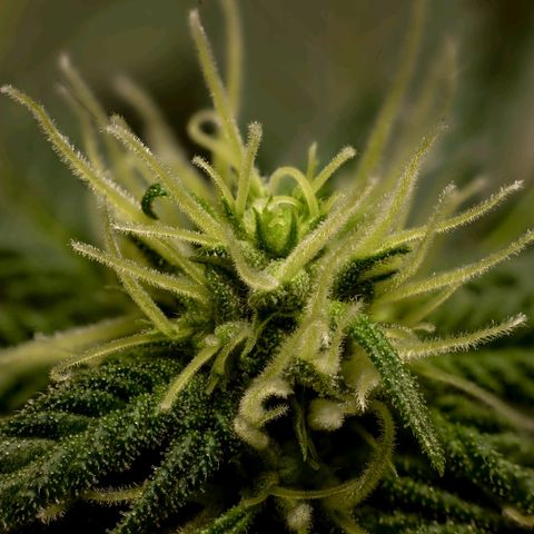 Wedding Cake growlog timeline photo