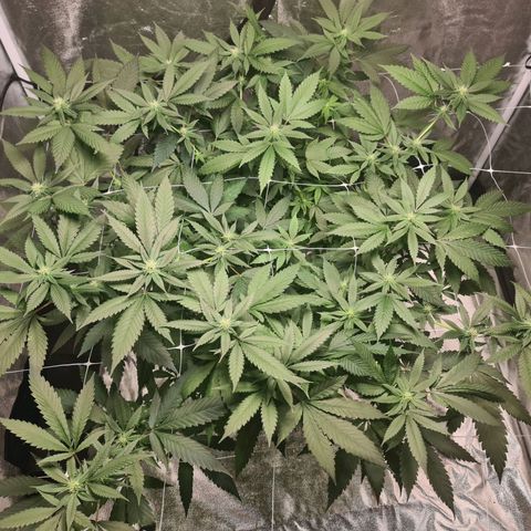 Wedding Cake growlog timeline photo