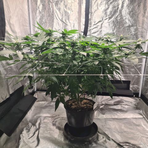 Wedding Cake growlog timeline photo