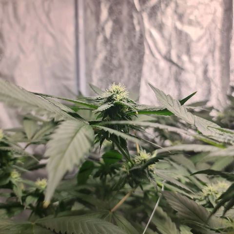 Wedding Cake growlog timeline photo
