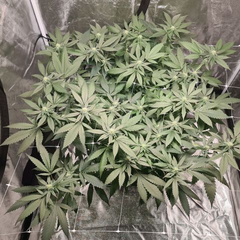 Wedding Cake growlog timeline photo