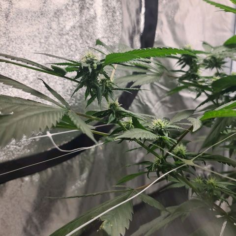 Wedding Cake growlog timeline photo