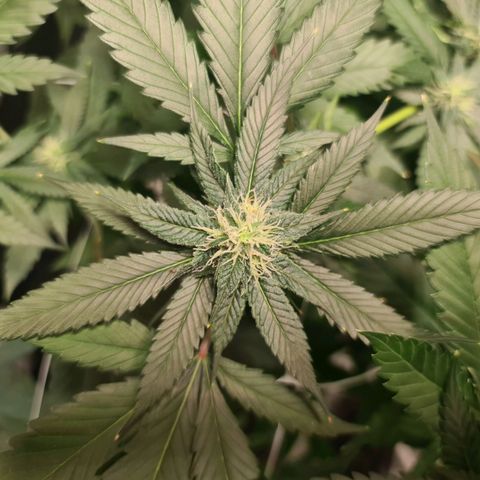 Wedding Cake growlog timeline photo
