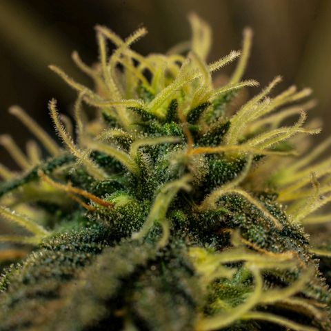 Wedding Cake growlog timeline photo