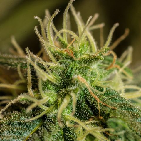 Wedding Cake growlog timeline photo