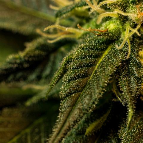 Wedding Cake growlog timeline photo