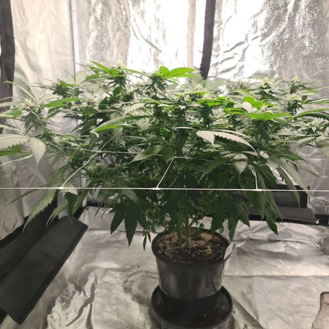 Wedding Cake growlog timeline photo