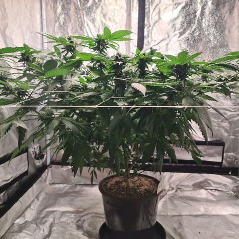 Wedding Cake growlog timeline photo