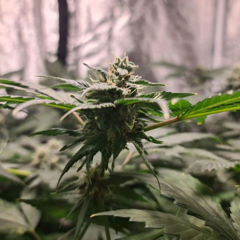 Wedding Cake growlog timeline photo
