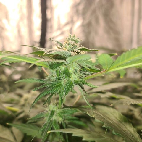 Wedding Cake growlog timeline photo