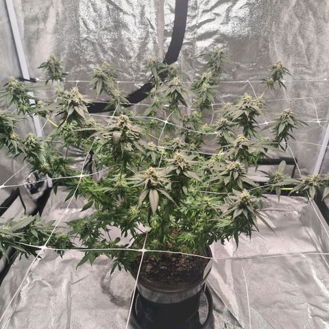 Wedding Cake growlog timeline photo