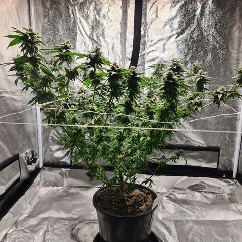 Wedding Cake growlog timeline photo