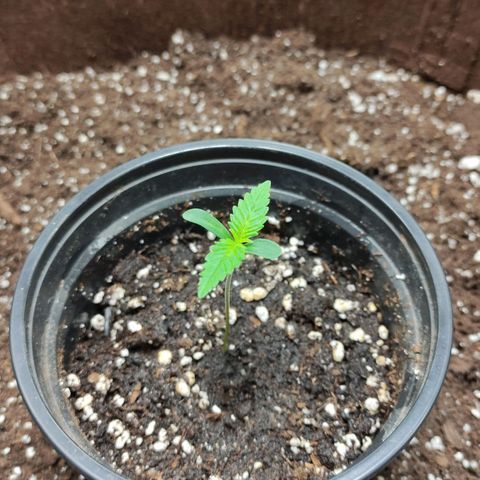 Gertrude growlog timeline photo