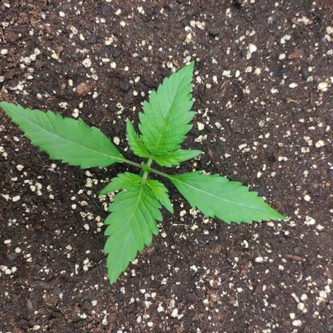 Gertrude growlog timeline photo