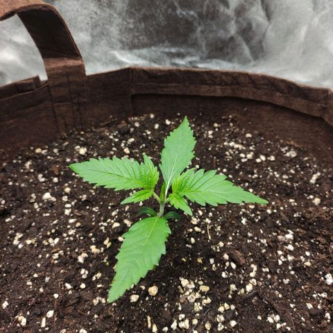 Gertrude growlog timeline photo