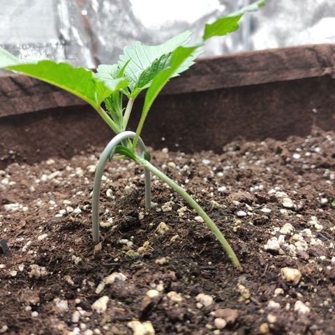 Gertrude growlog photo: 1 day after LST