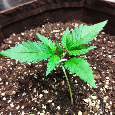 Gertrude growlog photo: 1 day after LST