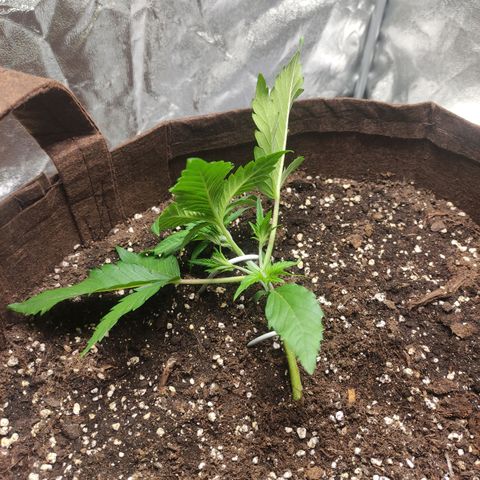 Gertrude growlog photo: 2nd round of LST. Switched on 2nd light today bringing total wattage to 200.