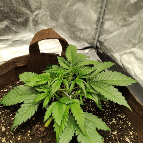 Gertrude growlog photo: LST and light defoliation to expose nodes to more light