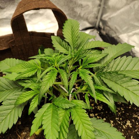Gertrude growlog photo: LST and light defoliation to expose nodes to more light