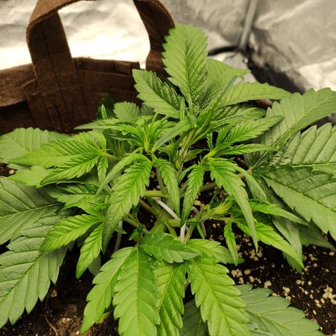 Gertrude growlog photo: LST and light defoliation to expose nodes to more light