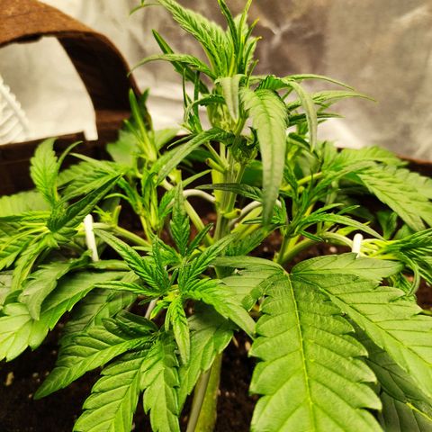 Gertrude growlog timeline photo
