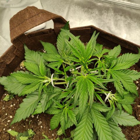 Gertrude growlog timeline photo