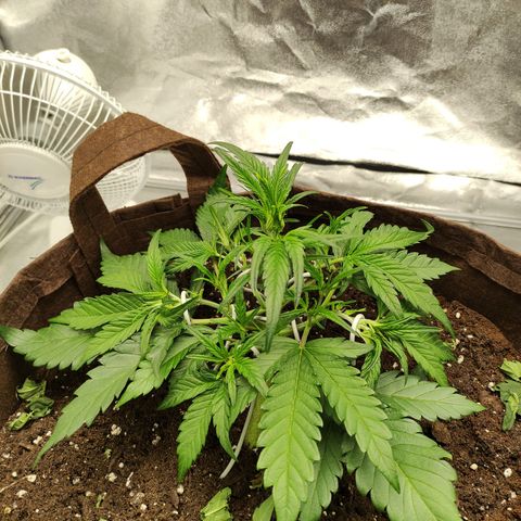 Gertrude growlog timeline photo