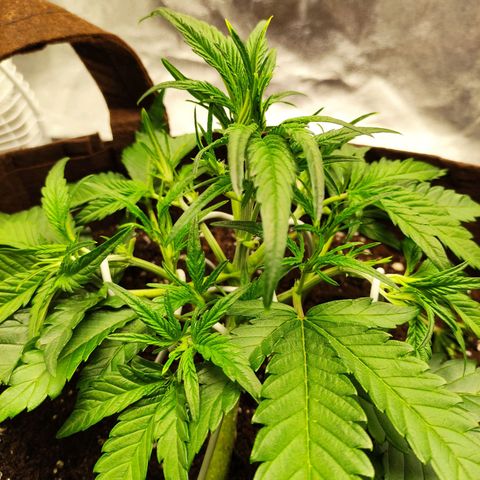 Gertrude growlog timeline photo