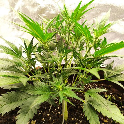 Gertrude growlog photo: Plant stretching out to bud.