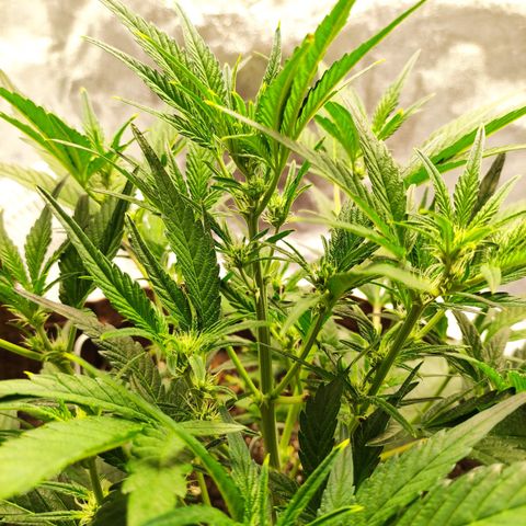 Gertrude growlog photo: Plant stretching out to bud.
