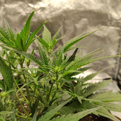 Gertrude growlog photo: Plant stretching out to bud.