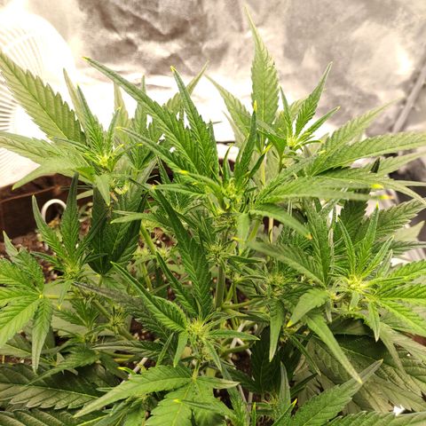 Gertrude growlog photo: Plant stretching out to bud.