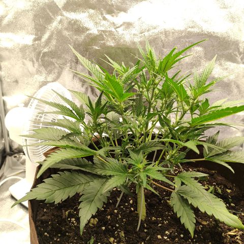 Gertrude growlog photo: Plant stretching out to bud.