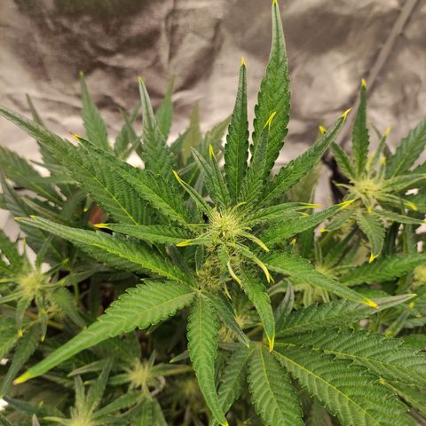 Gertrude growlog photo: Heat stress signs show up again. Put more distance between lights and plant.
