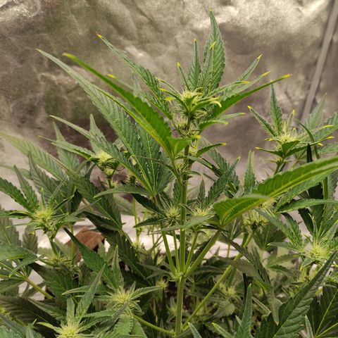 Gertrude growlog photo: Heat stress signs show up again. Put more distance between lights and plant.