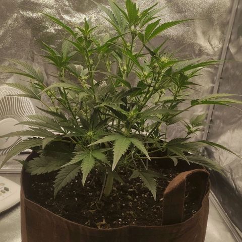 Gertrude growlog timeline photo
