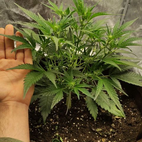 Gertrude growlog timeline photo