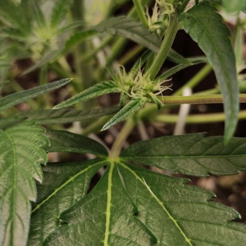 Gertrude growlog timeline photo
