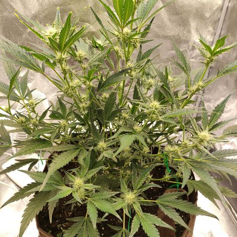 Gertrude growlog photo: Gave her some more LST to open up inner bud sites. Should have lollipopped more. Mental note for next grow.