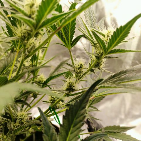 Gertrude growlog photo: Started to smell sour and fruity
