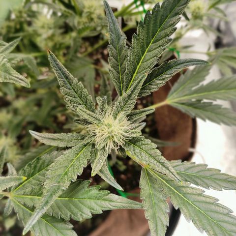 Gertrude growlog photo: Started to smell sour and fruity