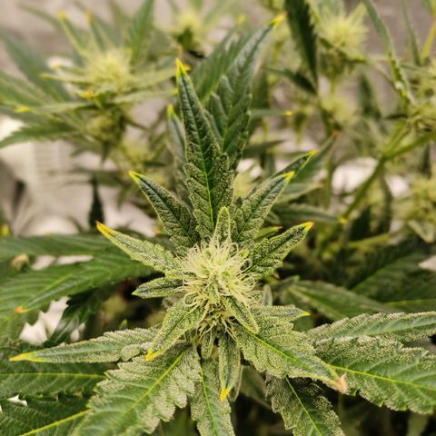Gertrude growlog photo: Started to smell sour and fruity