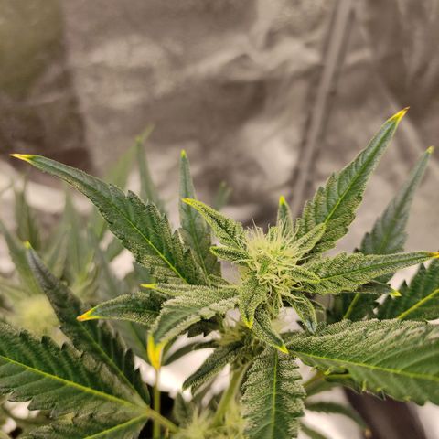 Gertrude growlog photo: Started to smell sour and fruity