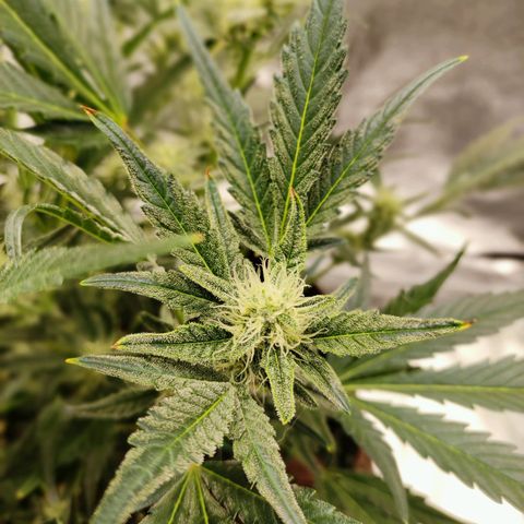 Gertrude growlog photo: Started to smell sour and fruity