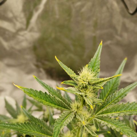 Gertrude growlog photo: Started to smell sour and fruity
